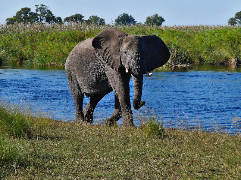 I PARCHI DEL BOTSWANA IN VOLO — 10